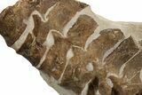 Fossil Plesiosaur (Thililua?) Dorsal Vertebrae - Asfla, Morocco #344930-6